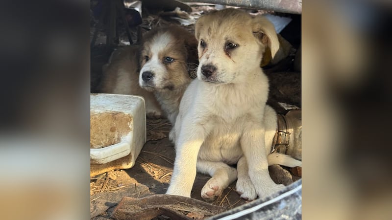 Nearly 40 dogs and 5 cats were rescued from a home in Missouri and taken to Tennessee.