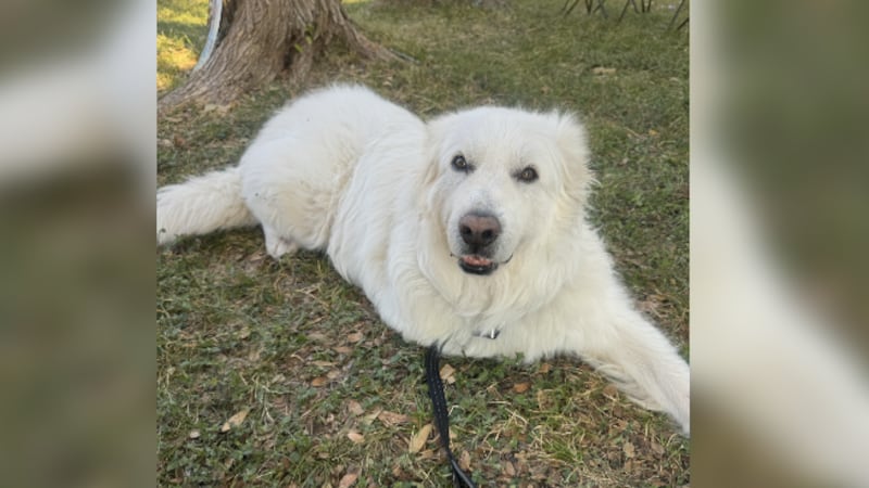 three-legged rescue dog works toward therapy certification