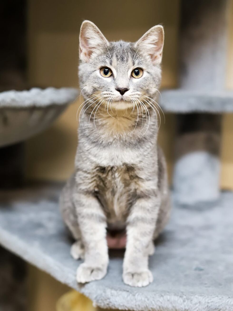 Fuzzy Friends Animal Rescue named TFNB charity champion