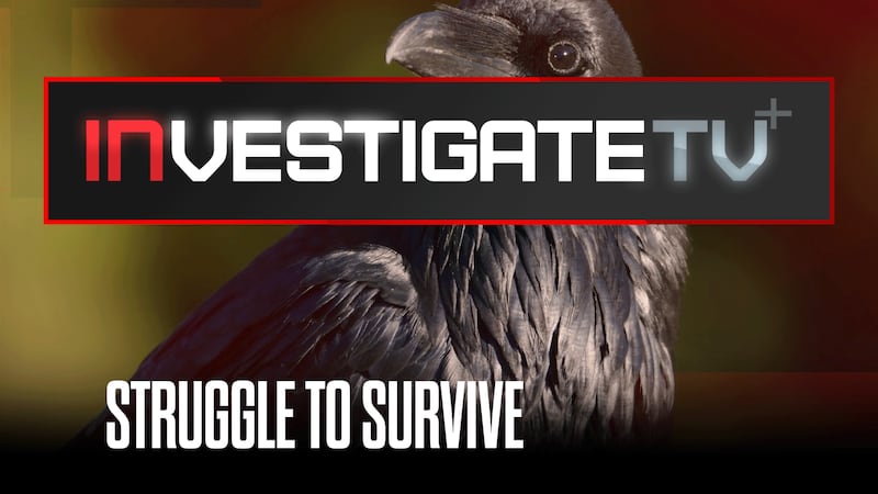 InvestigateTV+: Research reveals a dramatic decline in bird populations (S3E23)