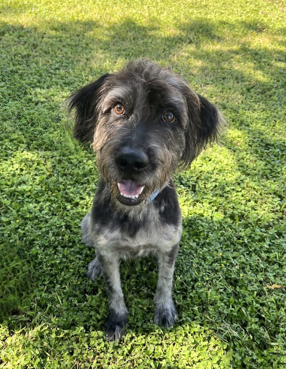 Fuzzy Friends Animal Rescue named TFNB charity champion