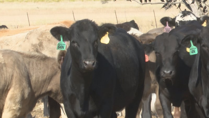 Cattle on Blayr Barnard's ranch in McGregor