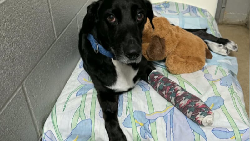 Dog rescued from I-35 by Bruceville-Eddy police chief