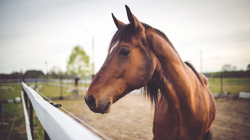 FILE - Commissioner Sid Miller and the Texas Department of Agriculture (TDA) issued an alert...