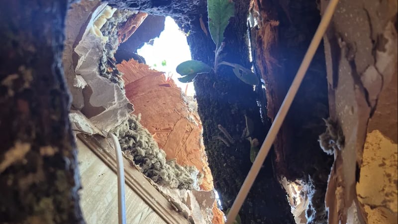 Memorial Day storm pushes tree into Aquilla home