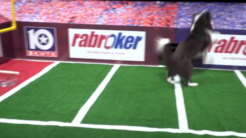 Mr. Darcy surfs the crowd in Week 4 Puppy Picks