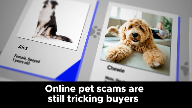 Online pet scams are still tricking buyers