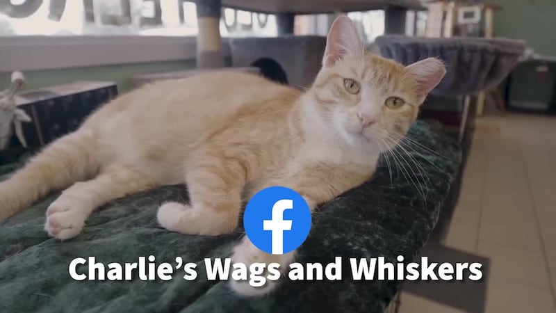 This week's Be Remarkable takes us out to Gatesville, where a one time "pet project" has...