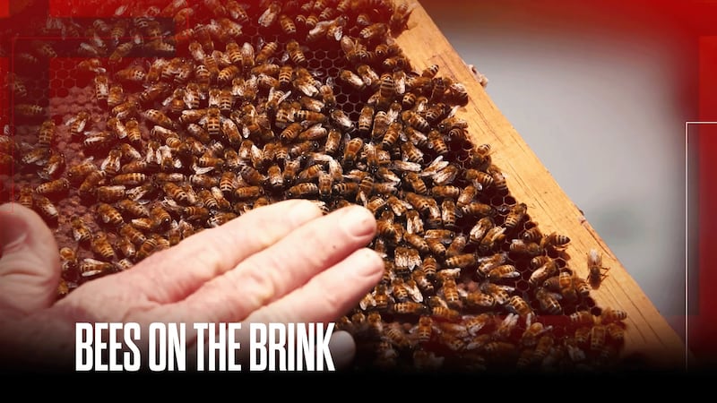 Honeybee colonies face unprecedented losses as 2025 becomes worst year on record