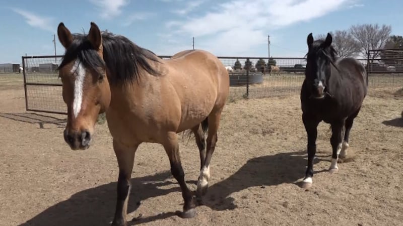 There are now 4 confirmed cases in Texas of EHV-1, or equine herpes virus, which can affect a...