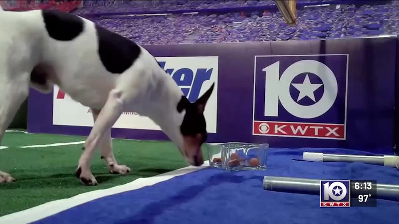 Kobe chooses between Holland and Valley Mills in Week 2 Puppy Picks
