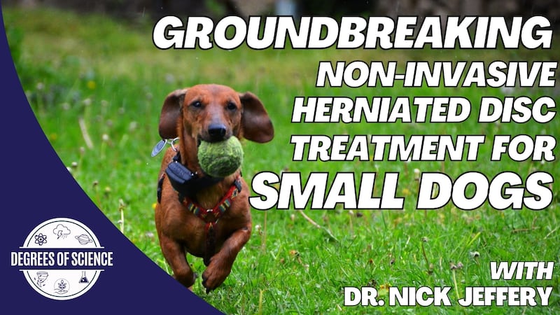 A new clinical trial provides a non-invasive, and much less expensive, way to treat dogs with...