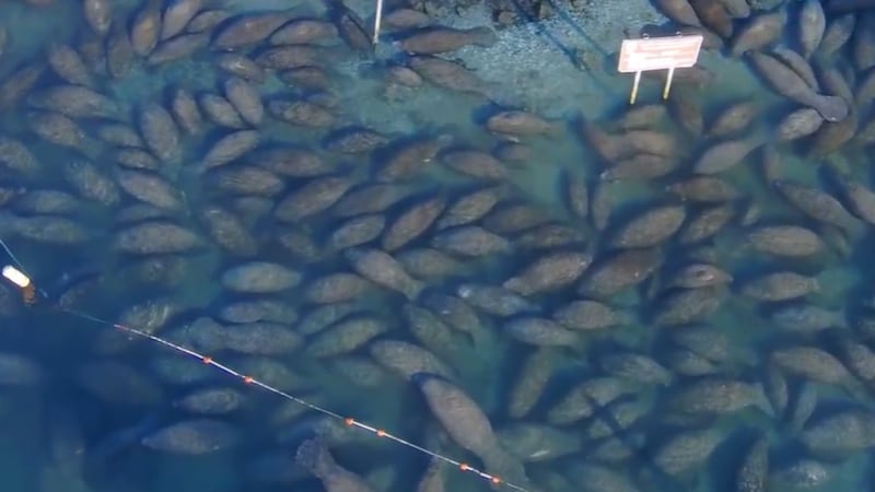 Manatees huddled in Florida waters to stay warm in cold temperatures.