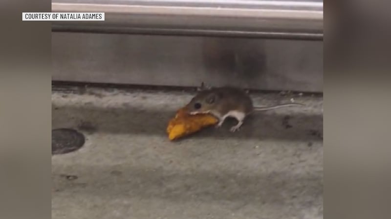 One KWTX viewer shared a video of a rodent wrestling with a piece of food that they say they...